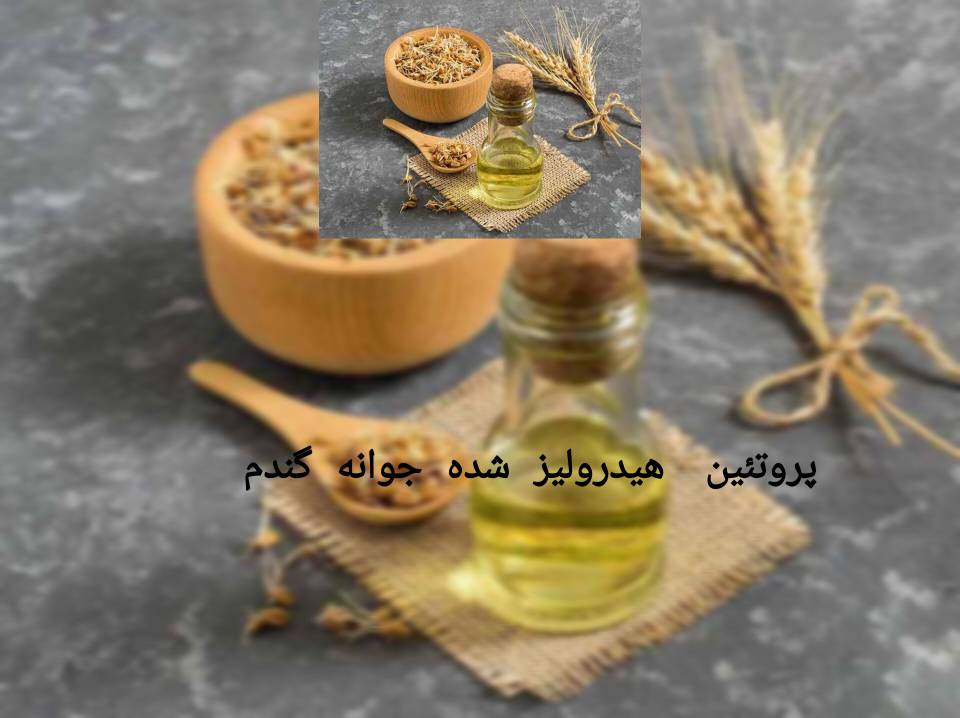 خرید عمده پروتئین هیدرولیز شده جوانه گندم به صورت مستقیم از کارخانه